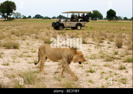 Tourists watching a lion (panthera leo), Okavango Delta, Botswana