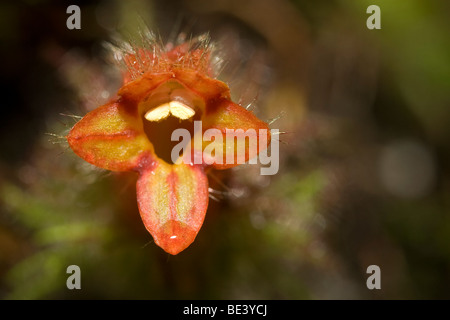 Tropical flower (Columnea sp.). Photographed in Costa Rica. Stock Photo