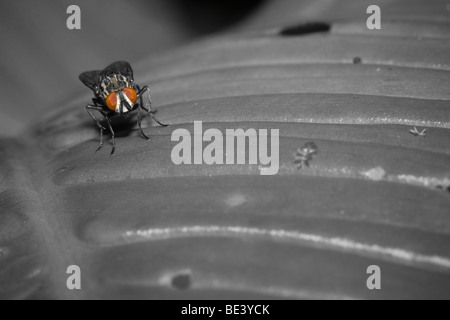 Flesh fly (Sarcophagidae) on a leaf; color digitally removed from the leaf. Photographed in Costa Rica. Stock Photo