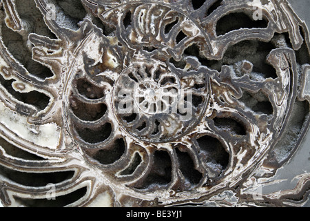 Ammonite fossil at the Natural History Museum, London Stock Photo