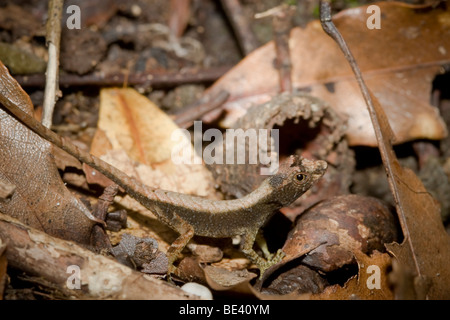 Humble anole lizard (Anolis humilis) in the montane rainforests of ...