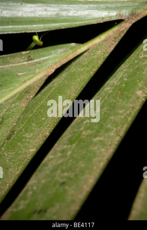 Praying mantis, order Mantodea, peering through a palm frond. Photographed in Costa Rica. Stock Photo