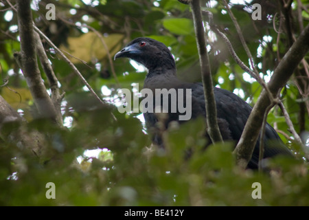 Black guan, Chamaepetes unicolor, in a tree. Photographed in Costa Rica. Stock Photo