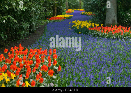 The Netherlands, springtime at Keukenhof gardens with spectecular display of 7 million blooming tulips and other bulb flowers Stock Photo