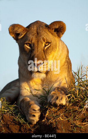Lion (Panthero leo), Tuli Block, Botswana Stock Photo