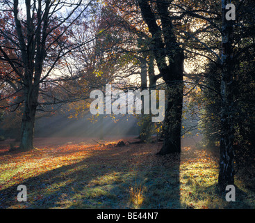 Sutton Park Sutton Coldfield West midlands Early morning sunlight through tress Stock Photo