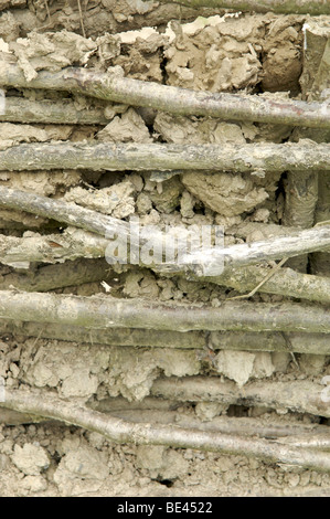 Daub and wattle walls being constructed Stock Photo - Alamy