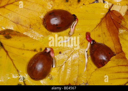 Oak acorns sprouting on top of autumn leaves Stock Photo