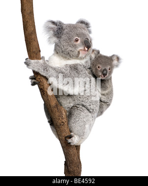 Koala bears climbing tree, 4 years old and 9 months old, Phascolarctos cinereus, in front of white background Stock Photo