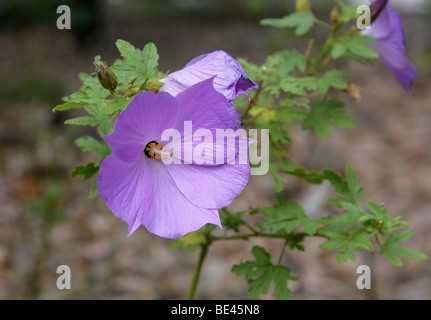 Australian Hibiscus, Blue Hibiscus, Blue-Flowered Australian Hibiscus, Alyogyne huegelii, Malvaceae, Australia, Mexico, USA Stock Photo