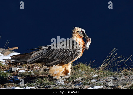 Bearded Vulture (Gypaetus barbatus). Adult eating a bone. Stock Photo