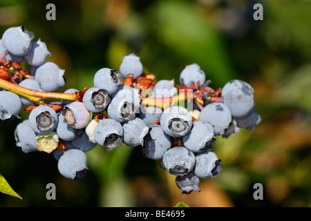 Northern Highbush Blueberry (Vaccinium corymbosum, Vaccinium angustifolium), ripe berries on bush. Stock Photo