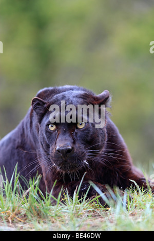 Black Panther (Panthera pardus). Black color phase of leopard, lying. Stock Photo