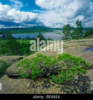 A pine tree on the rock and the Kolyvan Lake. Altai, Siberia, Russian Federation Stock Photo