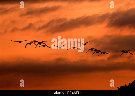 Flying Mallard ducks (Anas platyrhynchos) in the evening sky, Hemingford Grey, Cambridgeshire, England, United Kingdom, Europe Stock Photo