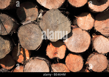 End view of a log pile after felling in the Correen Hills, Aberdeenshire, Scotland, United Kingdom. Stock Photo