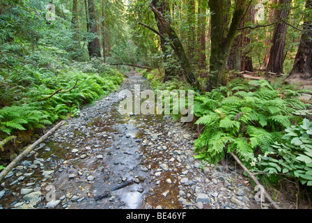 Redwood Forest of Muir Woods National Monument. Stock Photo