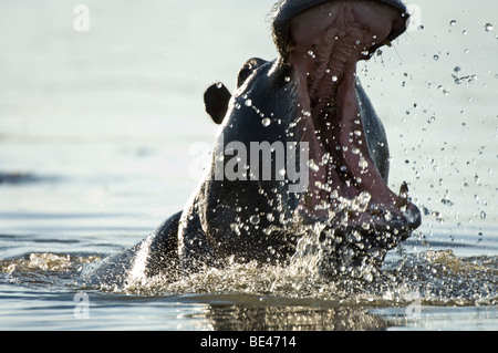 Hippopotamus yawning (Hippopotamus amphibius), Okavango Delta, Botswana Stock Photo