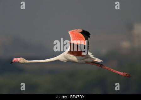 Greater Flamingo in flight in the Mumbai Creek near Mahul , chembur . This individual was flying parallel to the boat I was in. Stock Photo