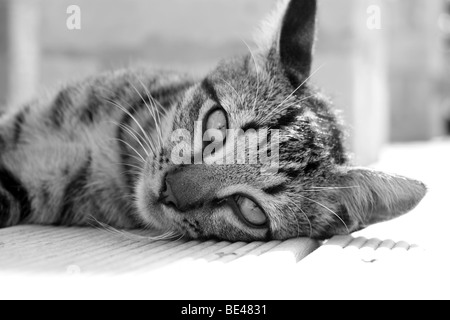 A cat laying in the hot Cyprus sun Stock Photo