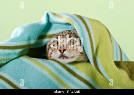 Young Savannah cat snuggled in blanket Stock Photo