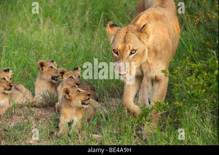 Lion with cubs (Panthero leo), Kruger National Park, South Africa Stock Photo