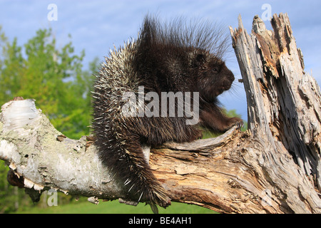 New World Porcupine, North American Porcupine (Erethizon dorsatum) on a dead tree. Stock Photo