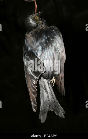 A Dead African Fork-tailed Drongo Dicrurus adsimilis Hanging In a Zulu Hut Outside Mkuze Game Reserve, South Africa Stock Photo