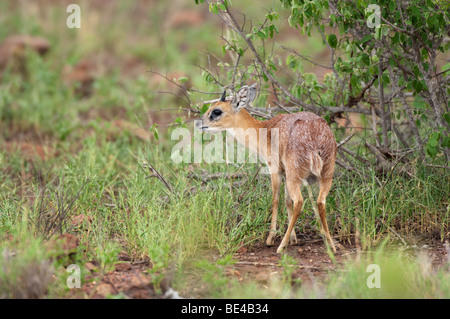 Sharpe's grysbok (Raphicerus sharpei), Kruger National Park, South Africa Stock Photo