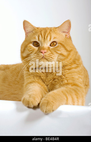 British Shorthair cat, lying Stock Photo