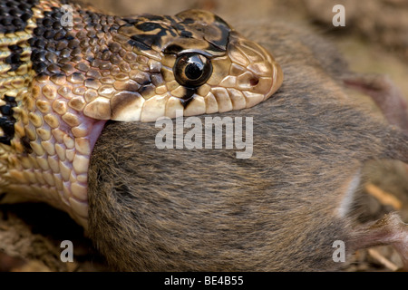 Pacific Gopher Snake Eating Mouse (Pituophis catenifer catenifer) - Oregon - USA Stock Photo