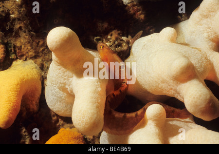 Amazing underwater marine life off the UK coast. The Farne Islands. Seahouses. Northumberland England. Butterfish Stock Photo