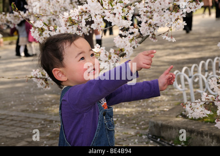 Little boy marvelling at the famous cherry bloom, cherry blossom festival at the botanical garden, Kyoto, Japan Stock Photo