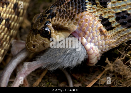 Pacific Gopher Snake Eating Mouse (Pituophis catenifer catenifer) - Oregon - USA Stock Photo