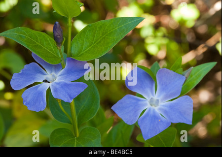 Greater Periwinkle (Vinca major) Stock Photo