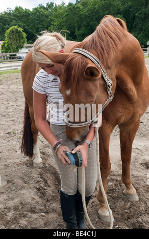 Teenage girl grooming a horse Stock Photo