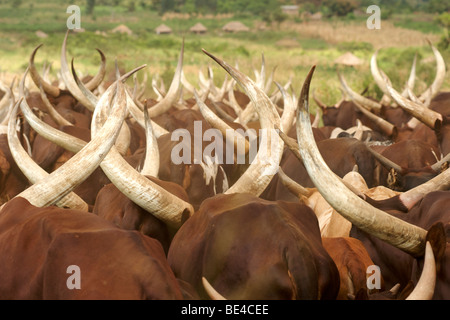 Ankole cattle on a dirt road in Uganda. Stock Photo