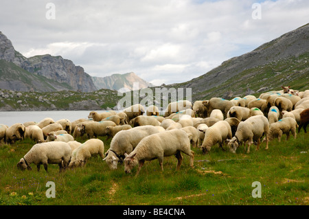 Sheep on a mountain pasture, Valais, Switzerland Stock Photo