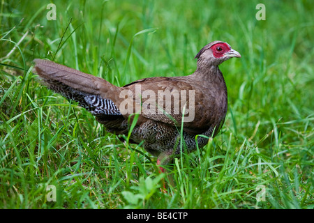 Silver pheasant (Lophura nycthemera), female Stock Photo