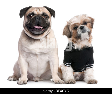 Portrait of Shih Tzu dressed-up and a pug in front of a white background, studio shot Stock Photo