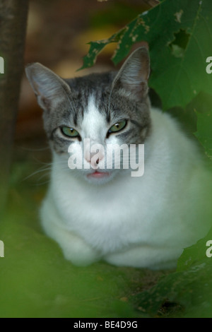 Cat (Felis catus) - Semi-feral - Oregon - USA Stock Photo