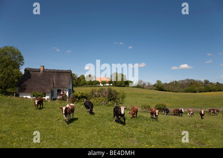 Cattle grazing, Brodersby municipality, Angeln region, eastern down, Schleswig-Holstein, Germany, Europe Stock Photo