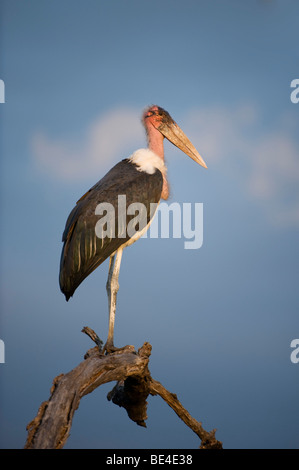 Marabou stork, Leptoptilos crumeniferus, Kruger National Park, South Africa Stock Photo