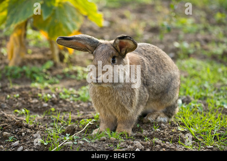 Pet rabbit Stock Photo