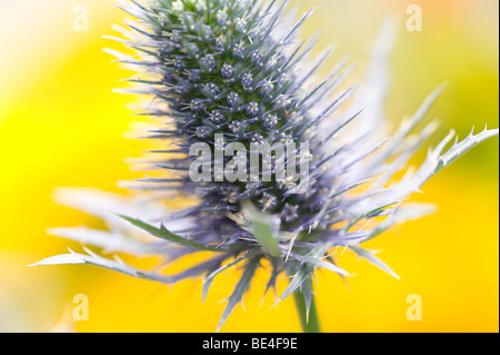 close up of sea holly thistle type plant Stock Photo