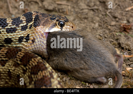 Pacific Gopher Snake Eating Mouse (Pituophis catenifer catenifer) - Oregon - USA Stock Photo