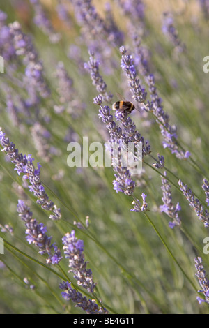 Bee on lavender in the summer sun Stock Photo