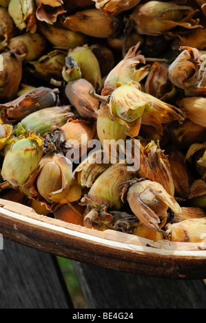 Harvesting cobnuts (cultivated hazelnuts) in Kent and Sussex, UK. Stock Photo