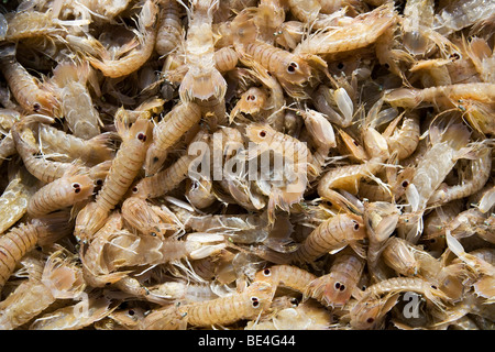 Freshly caught crabs, Peniscola, Costa Azahar, Spain, Europe Stock Photo