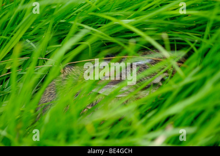 Young brush rabbit (Sylvilagus bachmani) hiding in tall grass Stock Photo
